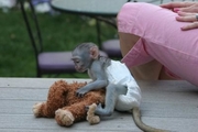 Adorable Baby Capuchin and Marmoset Monkeys for Adoption